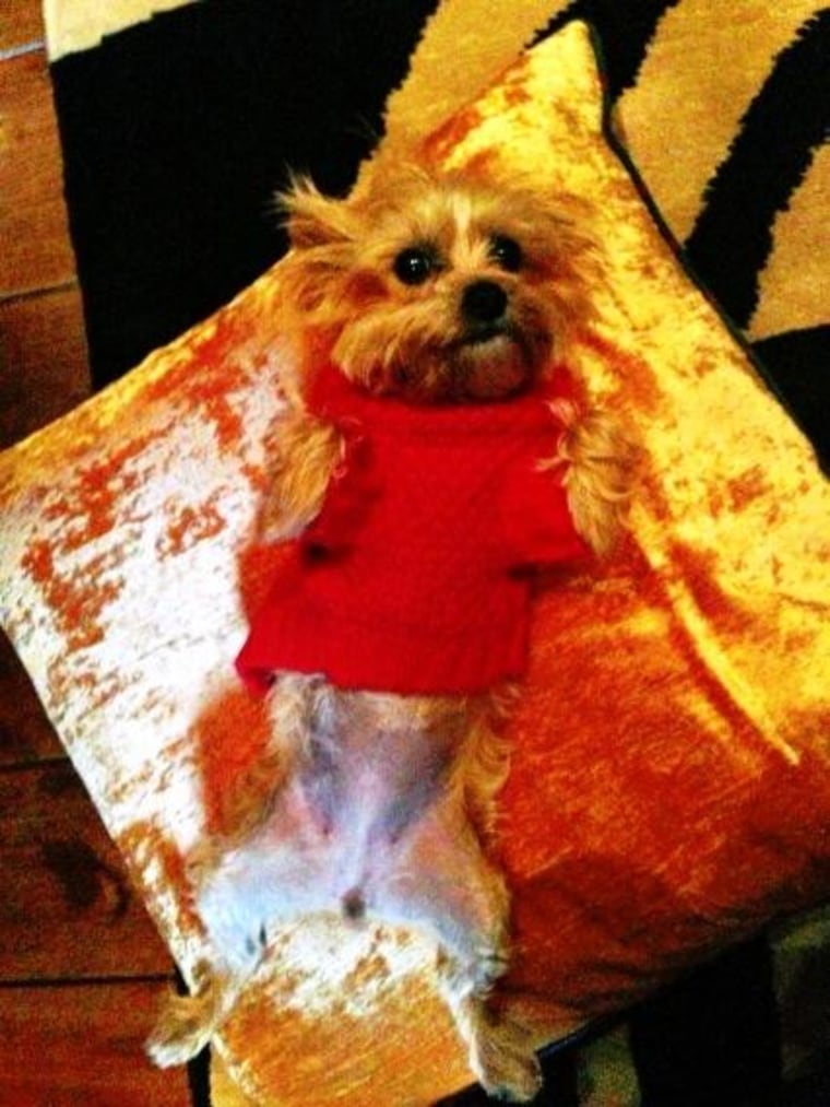 Miley Cyrus regularly tweeted about her beloved dog and called her an